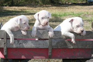 Antebellum Bulldog can't cross the other side