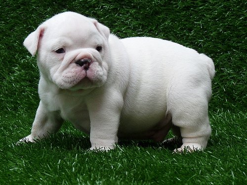 Antebellum Bulldog is walking on the ground - Pet Paw