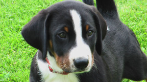 Appenzeller Sennenhund is waiting for his treats