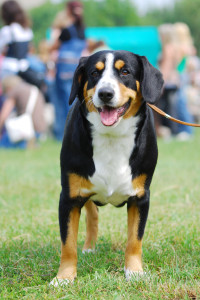 Appenzeller Sennenhund i ready for a race