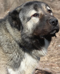 Armenian Gampr dog is loving the outdoor