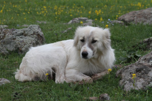 Armenian Gampr lying on the ground