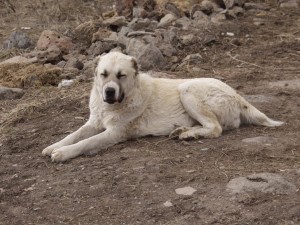 Armenian Gampr is taking a rest