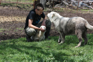 Armenian Gampr with a sheep