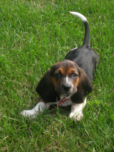 Artois Hound wants to play