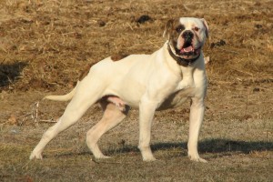 American Bulldog is running