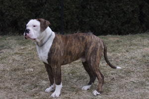 American Bulldog is playing on the open ground