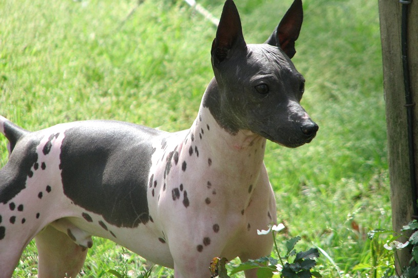 Hairless jack 2024 russell terrier