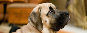 Beautiful american mastiff is just starring