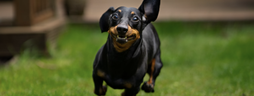 dog running on grass