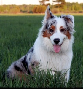 Australian Shepherd heard something - Pet Paw