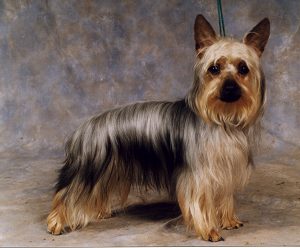 Australian Silky Terrier want to smile in the camera - Pet Paw