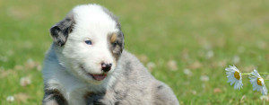 Australian Stumpy Tail Cattle Dog is just resting