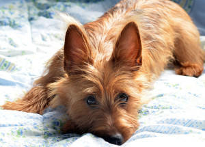 Australian Terrier wants to sleep