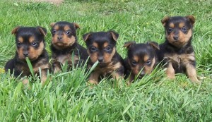 AustralianaAustralian Terrier is looking for their mom Terrier