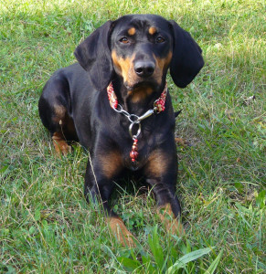 Austrian Black and Tan Hound is observing