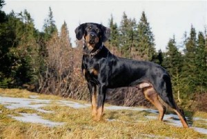 Austrian Black and Tan Hound is all ears