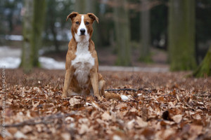 Austrian Pinscher is being alert