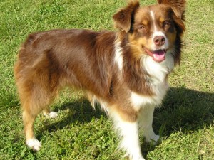 Basque Shepherd Dog wans to play ball