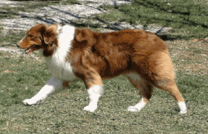 Basque Shepherd Dog wants to be alone