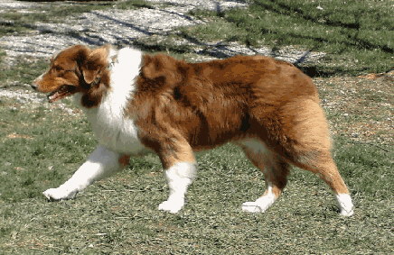 does the basque shepherd dog bark