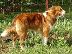 Basque Shepherd Dog wants to be alone