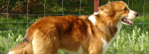 Basque Shepherd Dog wants to be alone