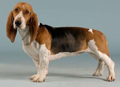 Basset Artesien Normand - Pet Paw