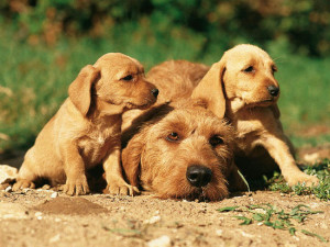 Basset Fauve de Bretagne is being sweet with their mother