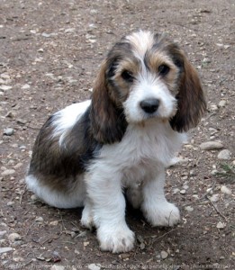 Basset Griffon Vendéen, Petit is on rest mode