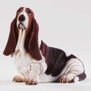 Basset Hound is thinking