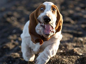 Basset Hound is running so fast