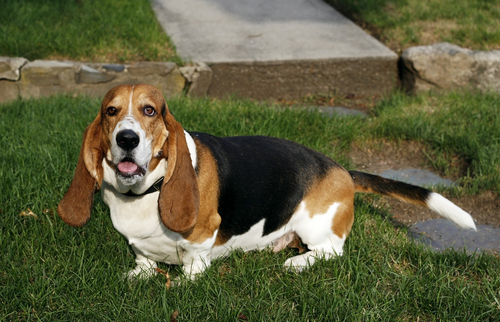 Basset Hound is just taking his time - Pet Paw