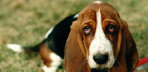 Basset Hound is looking sad