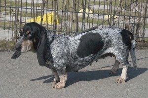 Basset bleu de Gascogne