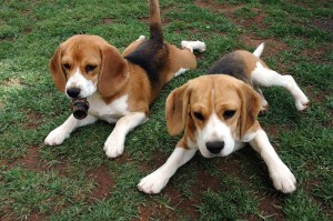 Beagle-Harrier is playing with his siblings