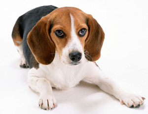 Beagle-Harrier is looking straight to the camera