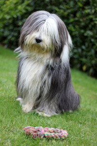 Bearded Collie is cute and lively