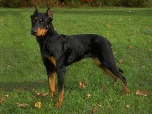 Beauceron is playing outside