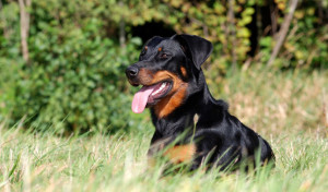 Beauceron is enjoying the sun