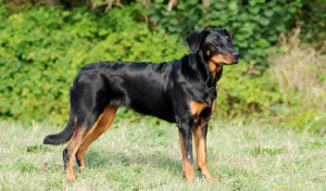 Beauceron wants to run