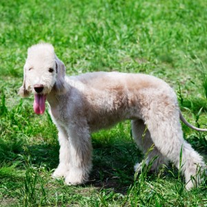 Bedlington Terrier is fooling around