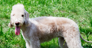 Bedlington Terrier is very tired