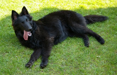 Belgian Shepherd Dog (Groenendael) is very tired from playing - Pet Paw