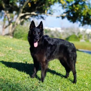 Belgian Shepherd Dog (Groenendael) wants to run uphill