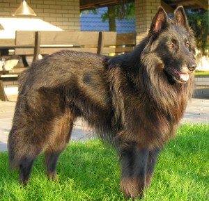 Belgian Shepherd Dog (Groenendael) is enjoying the sun