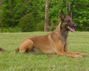 Belgian Shepherd Dog (Malinois) wants to relax