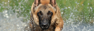 Belgian Shepherd Dog (Malinois) is playing in the water