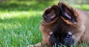 Belgian Shepherd (Tervuren) is being shy on the camera