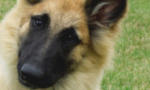 Belgian Shepherd (Tervuren) is wondering